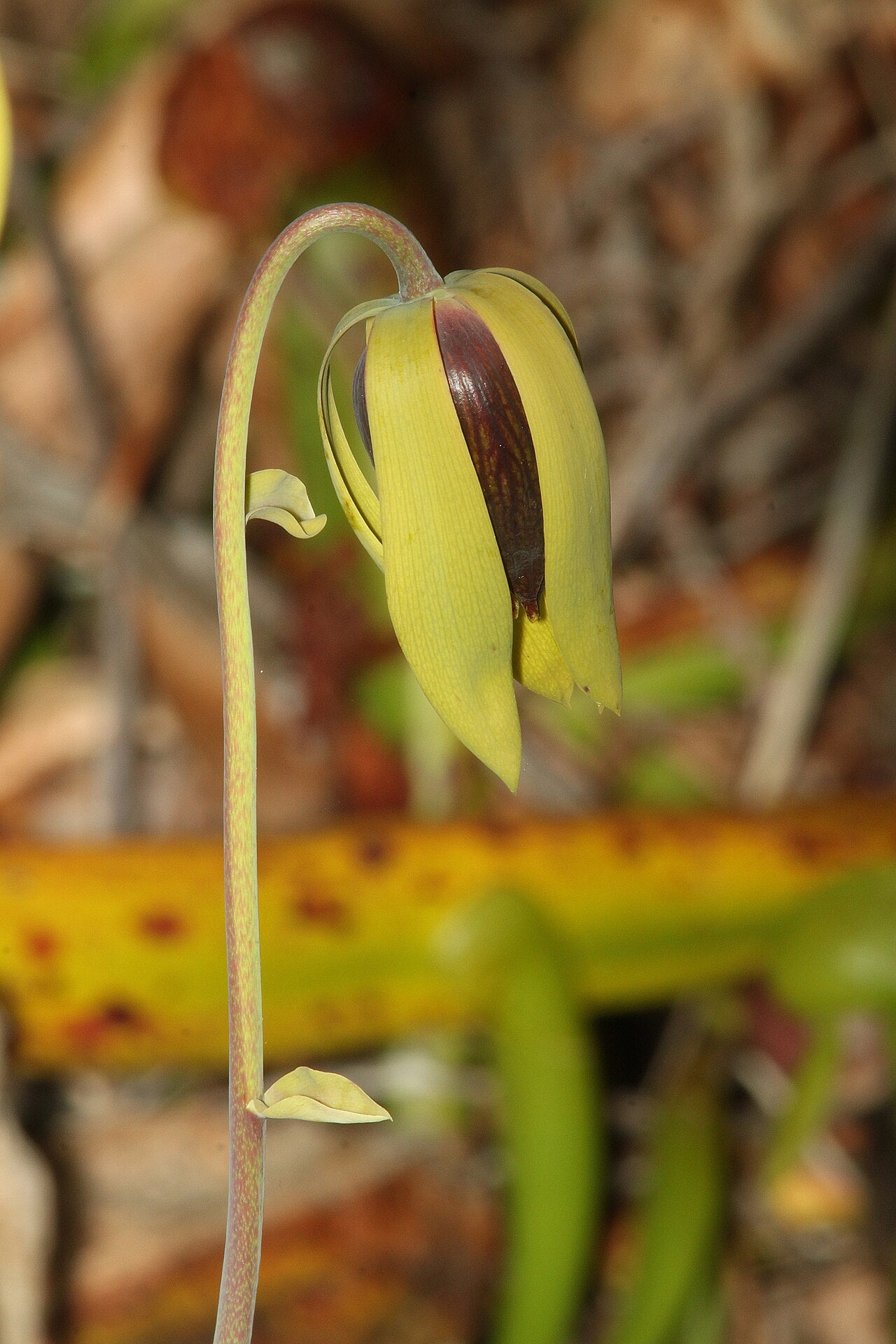 Darlingtonia californica (Coastal Form)