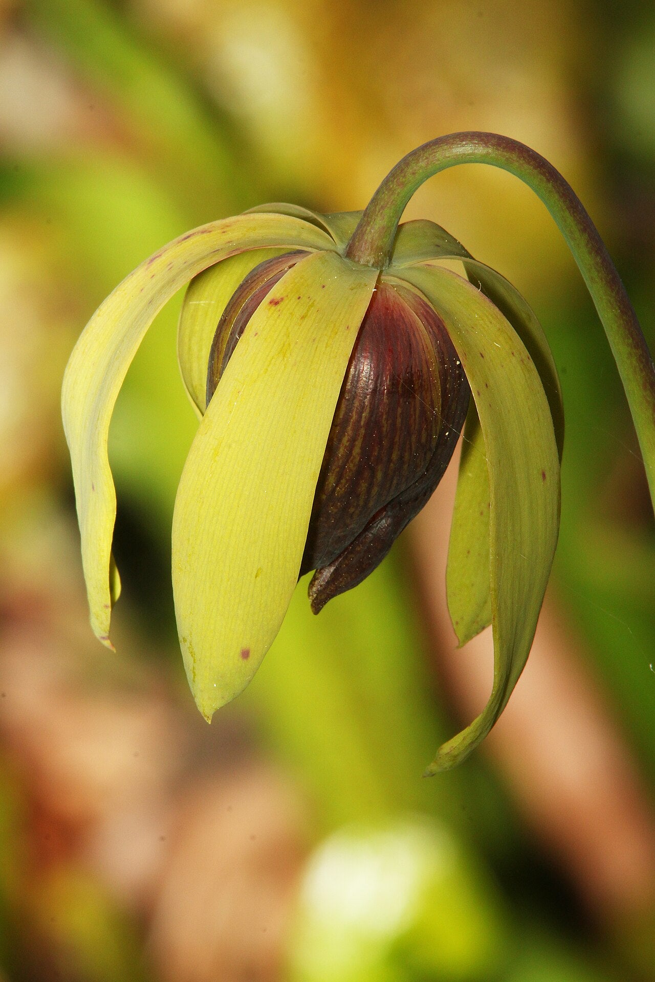 Darlingtonia californica (Coastal Form)