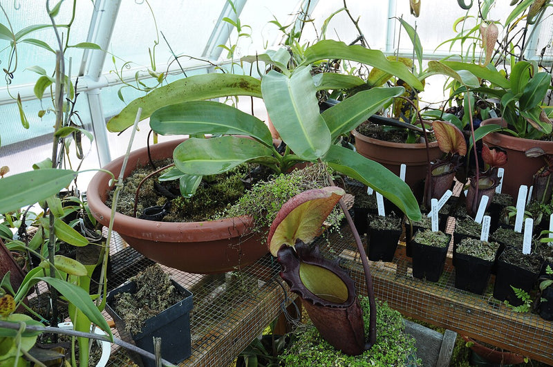 Nepenthes rajah — #BT-LOG-1177