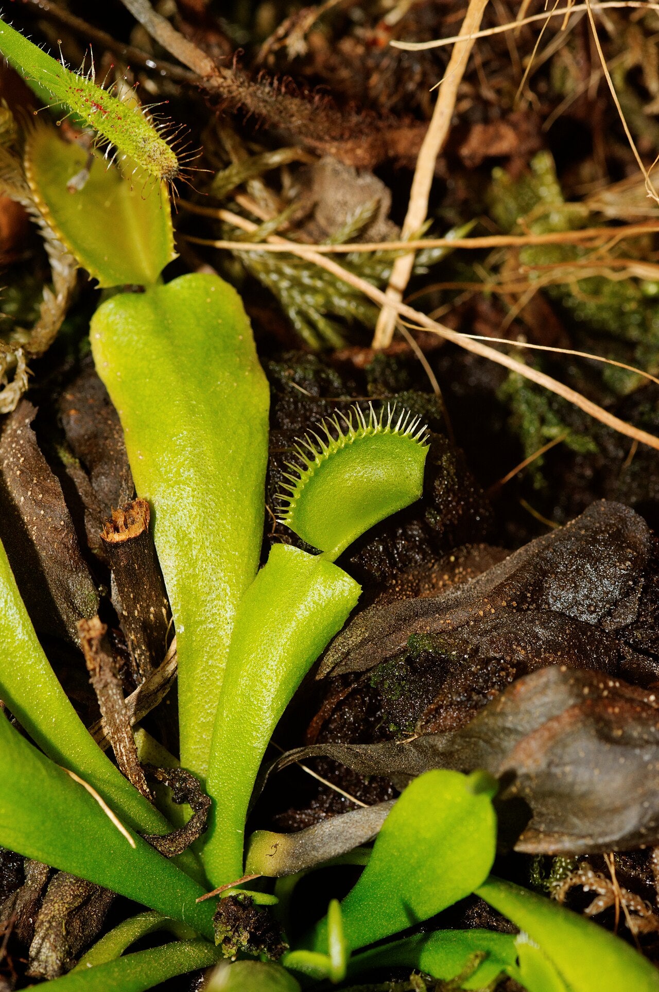 Dionaea muscipula 'Alien'