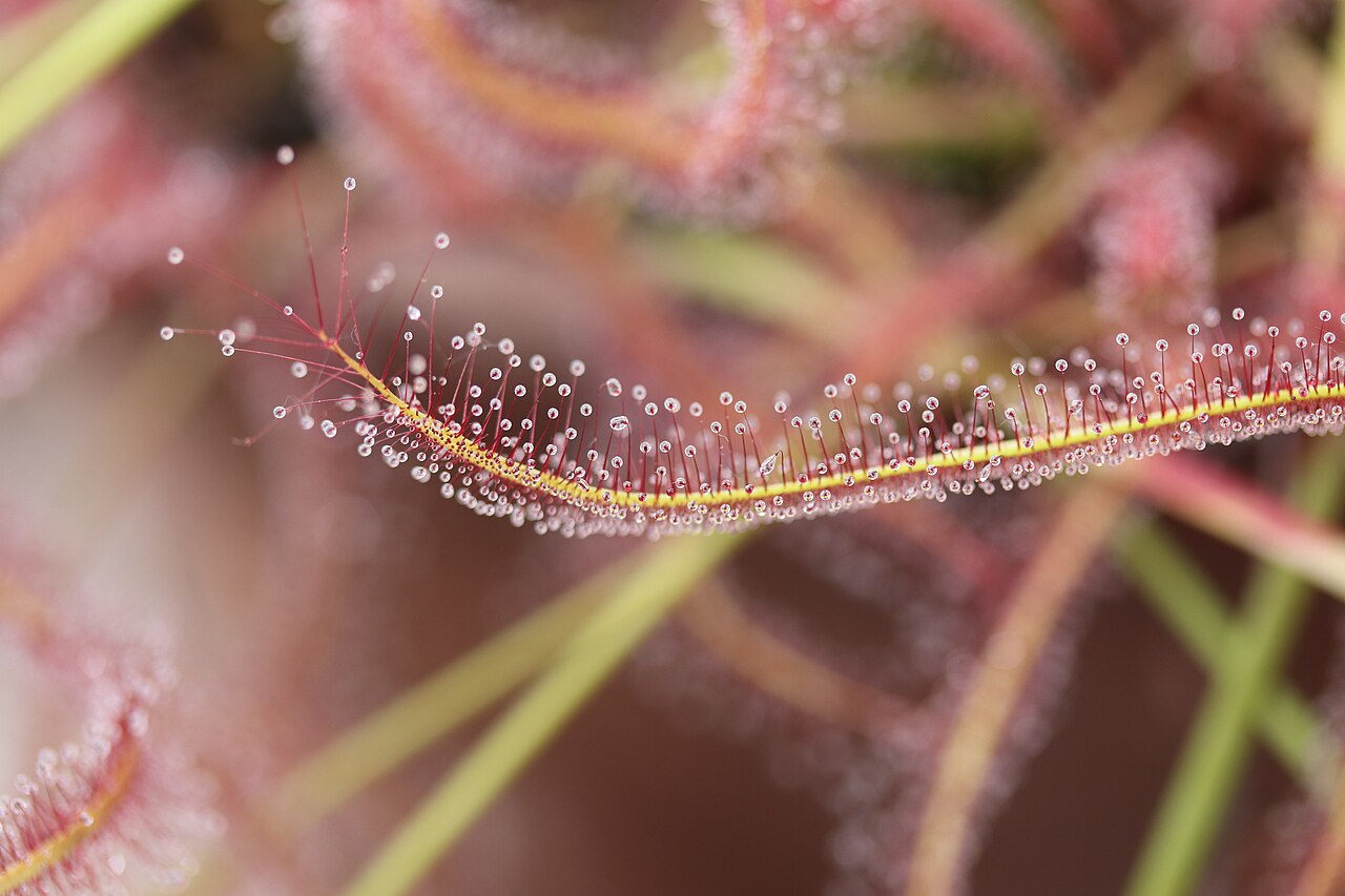 Drosera regia (King Sundew)