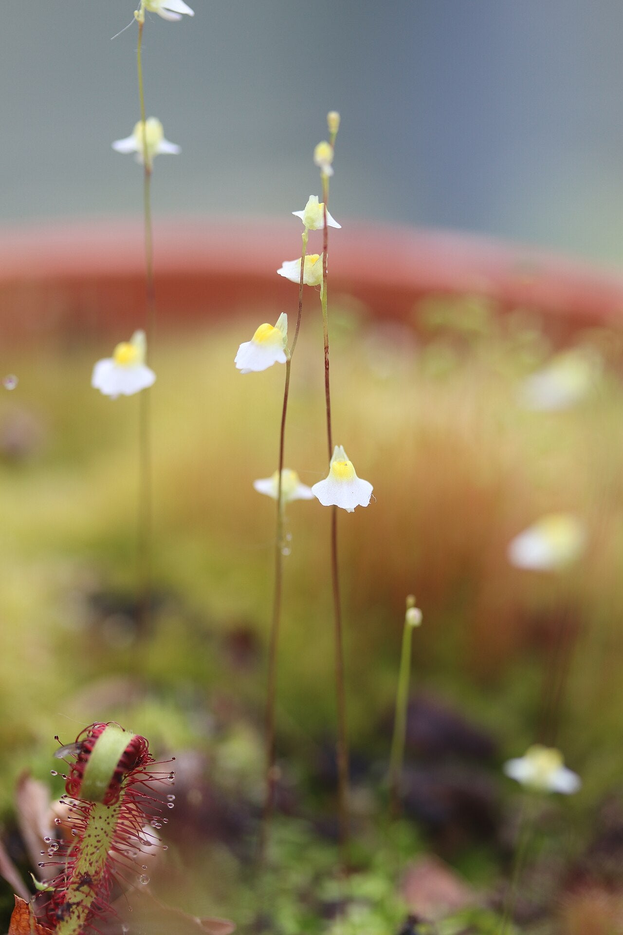 Utricularia bisquamata