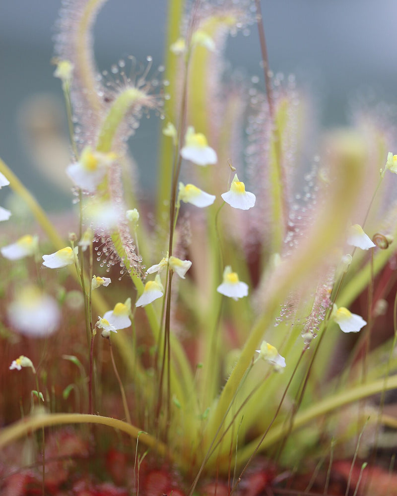 Utricularia bisquamata — #BT-LOG-9577