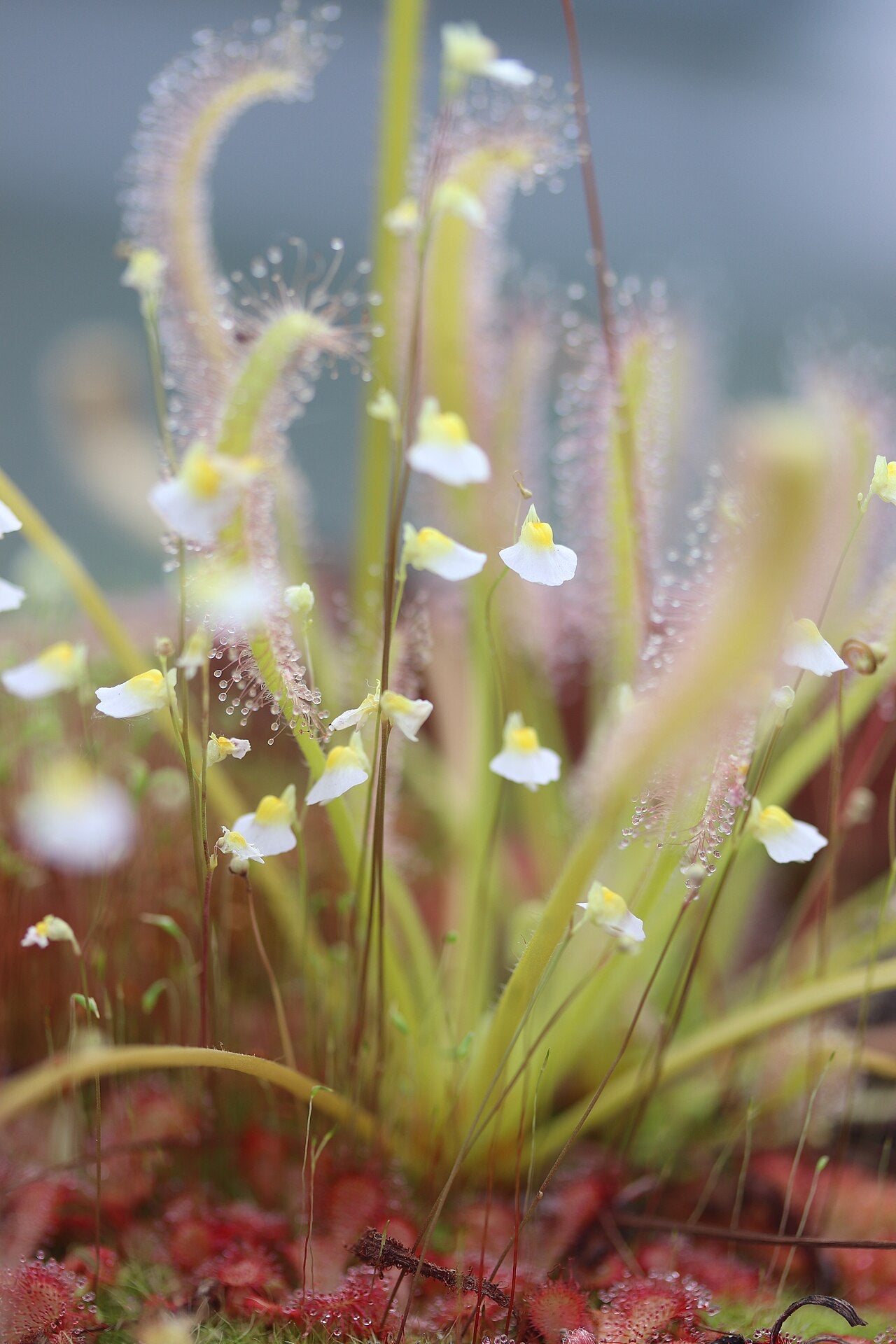 Utricularia bisquamata