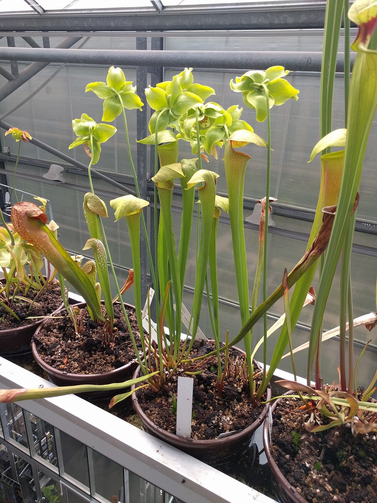 Sarracenia minor (Hooded Pitcher)
