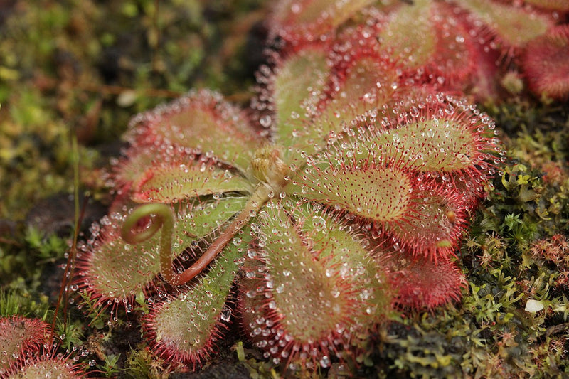 Drosera aliciae (Alice Sundew) — #BT-LOG-2873