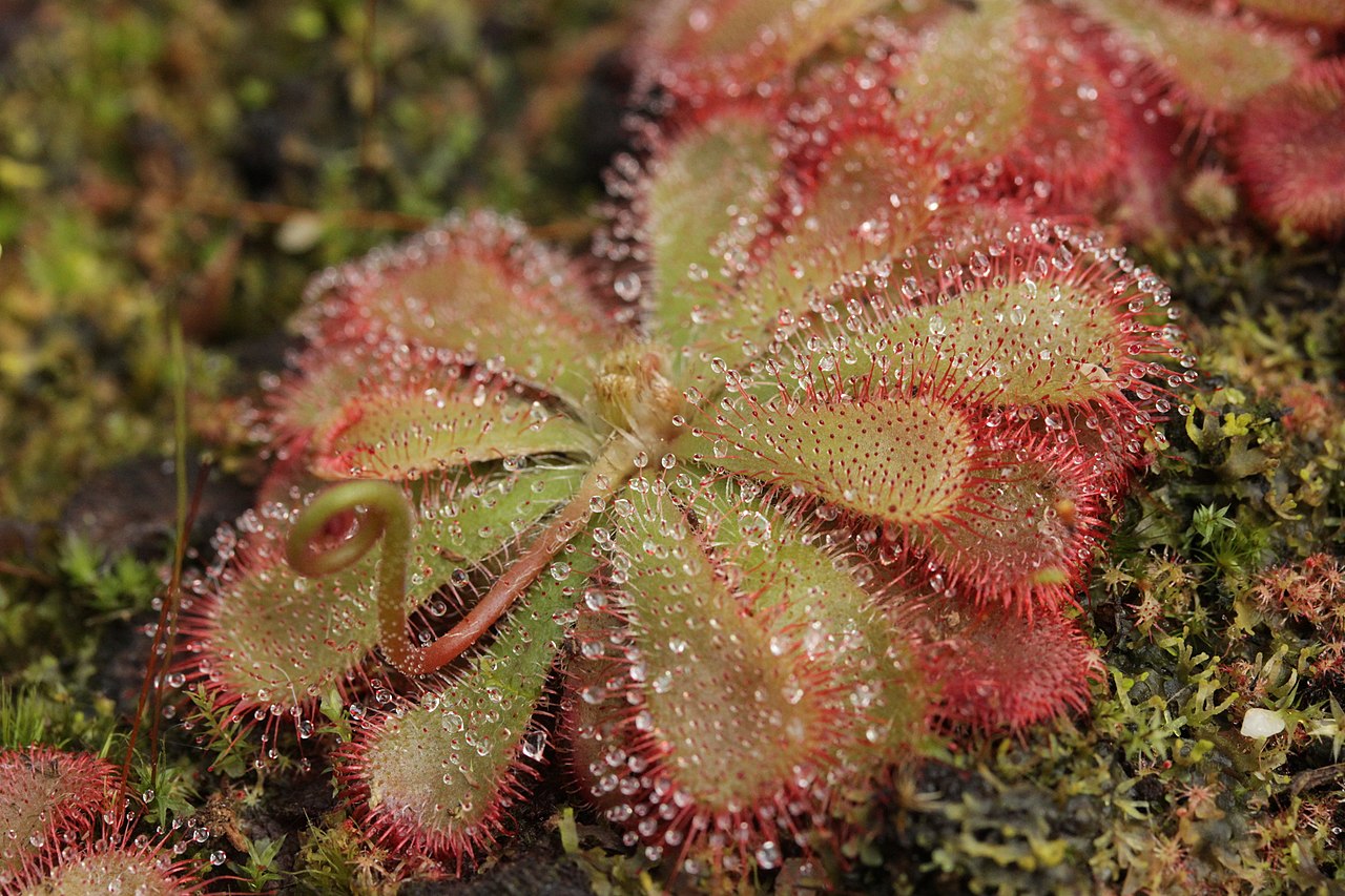 Drosera aliciae (Alice Sundew)