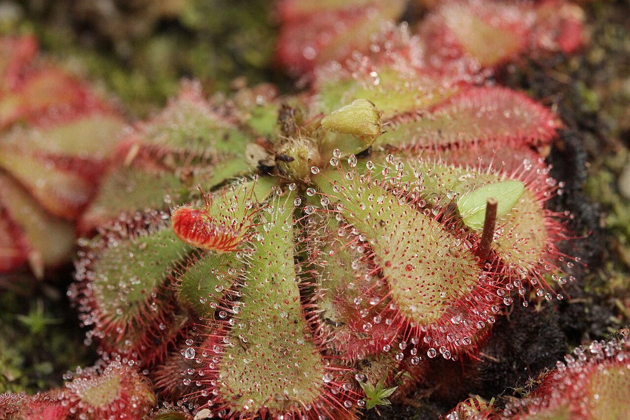 Drosera aliciae (Alice Sundew)