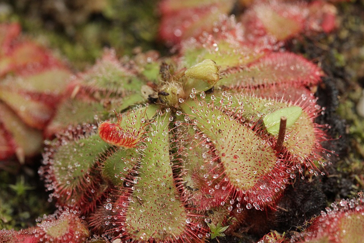 Drosera aliciae (Alice Sundew)
