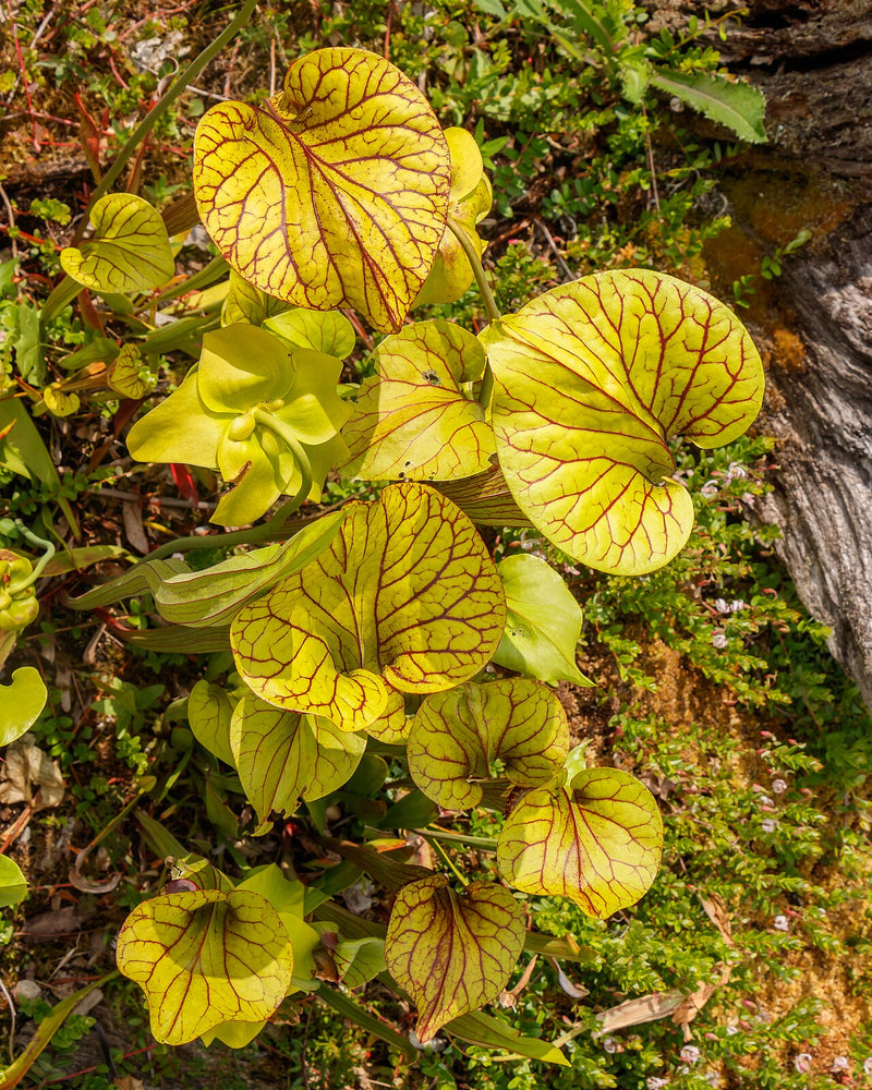 Sarracenia flava var. maxima — #BT-LOG-0905