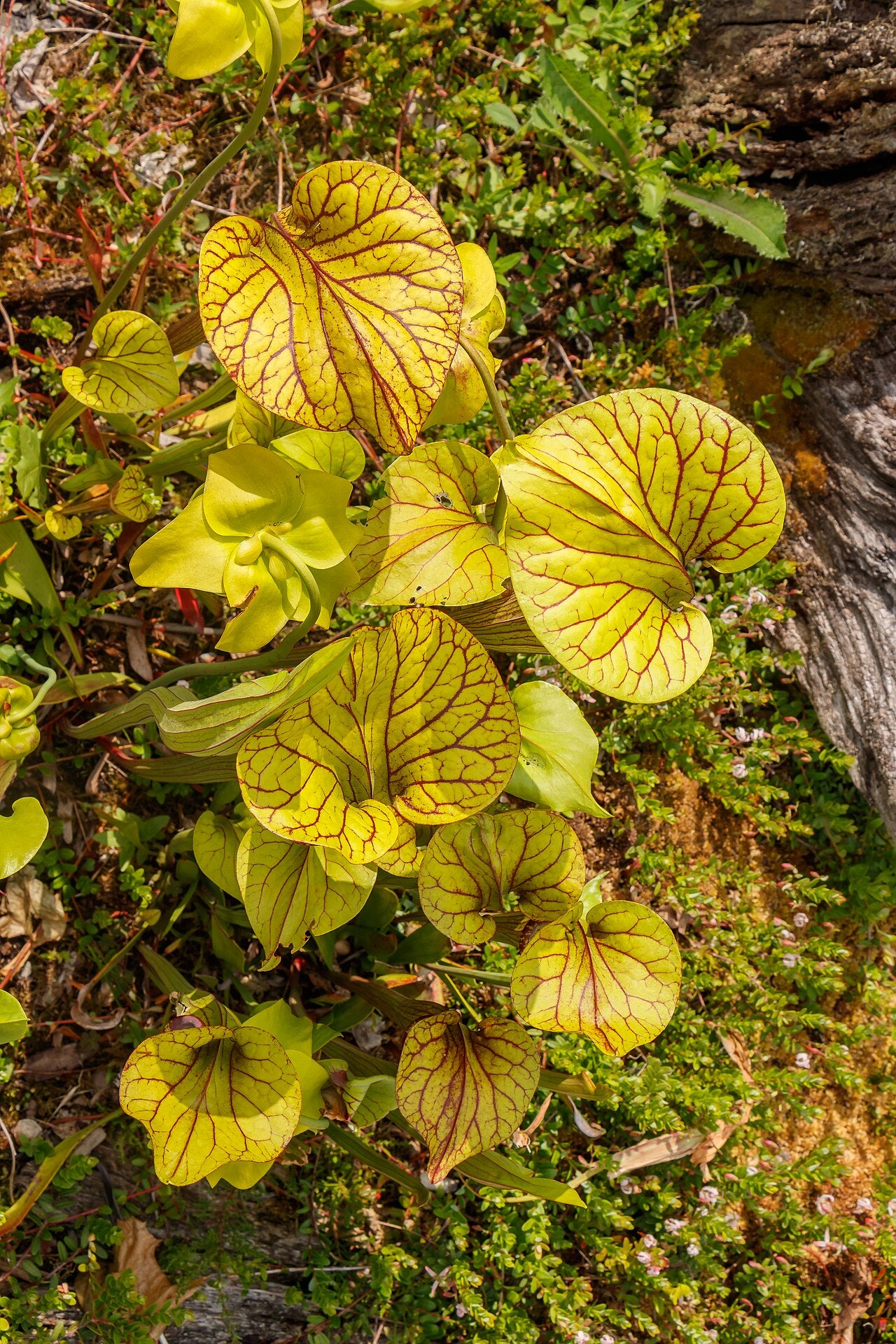 Sarracenia flava var. maxima