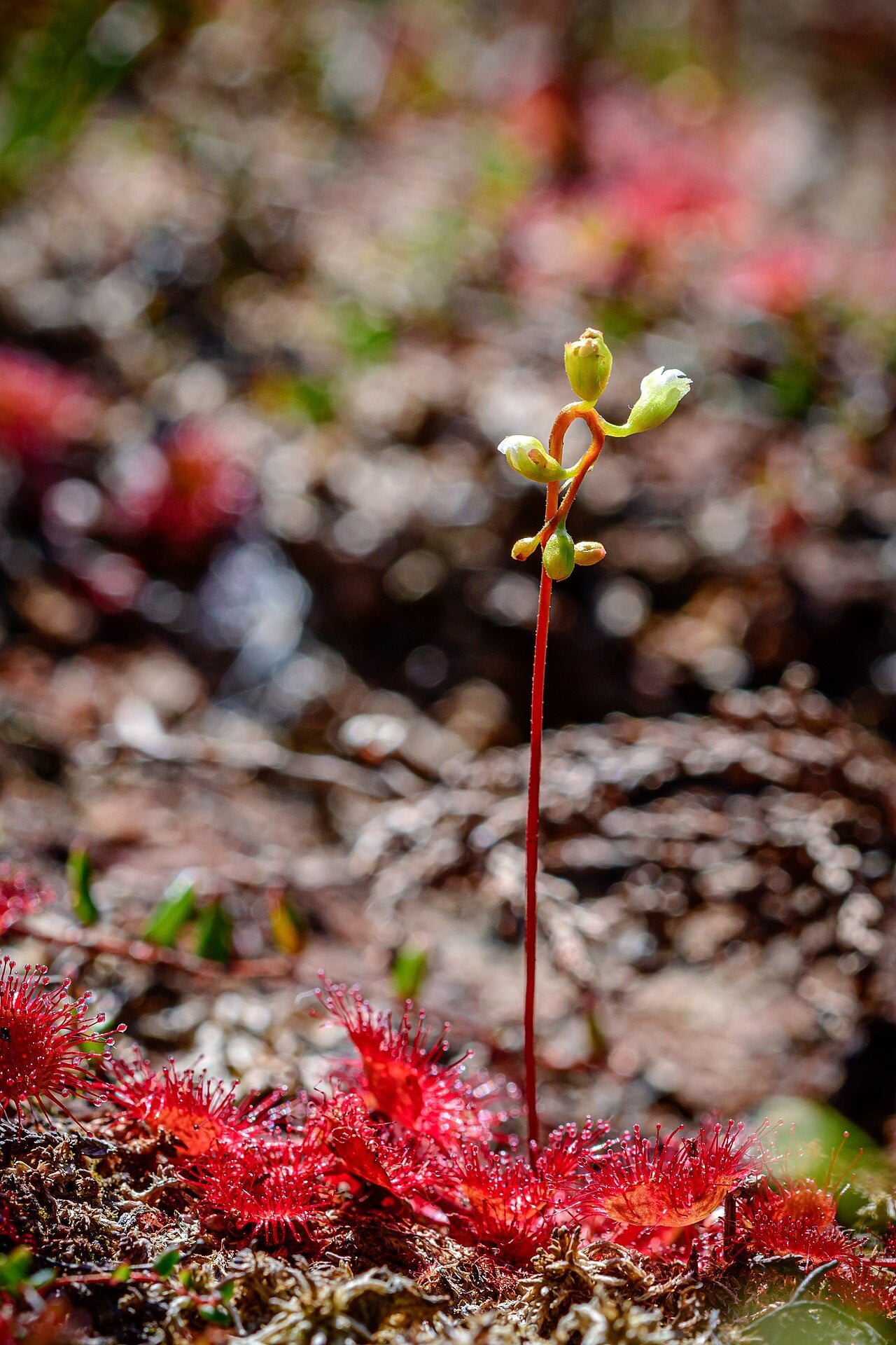 Drosera meristocaulis