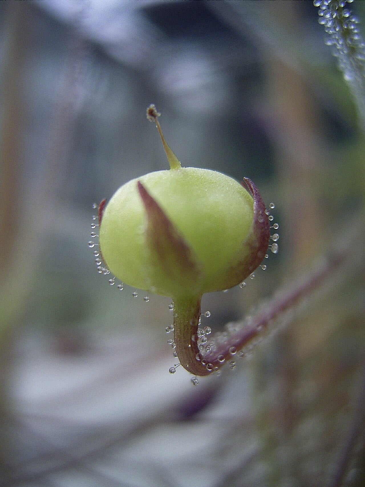 Byblis aquatica