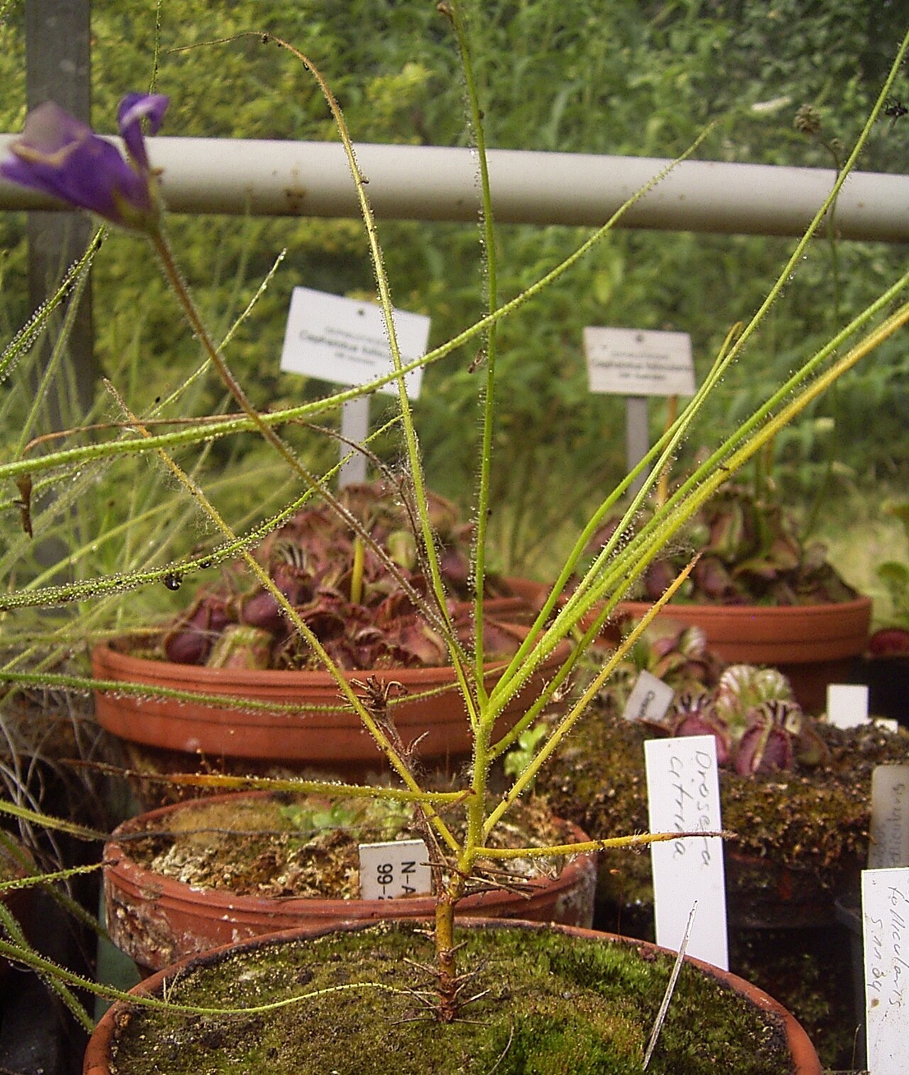 Byblis gigantea
