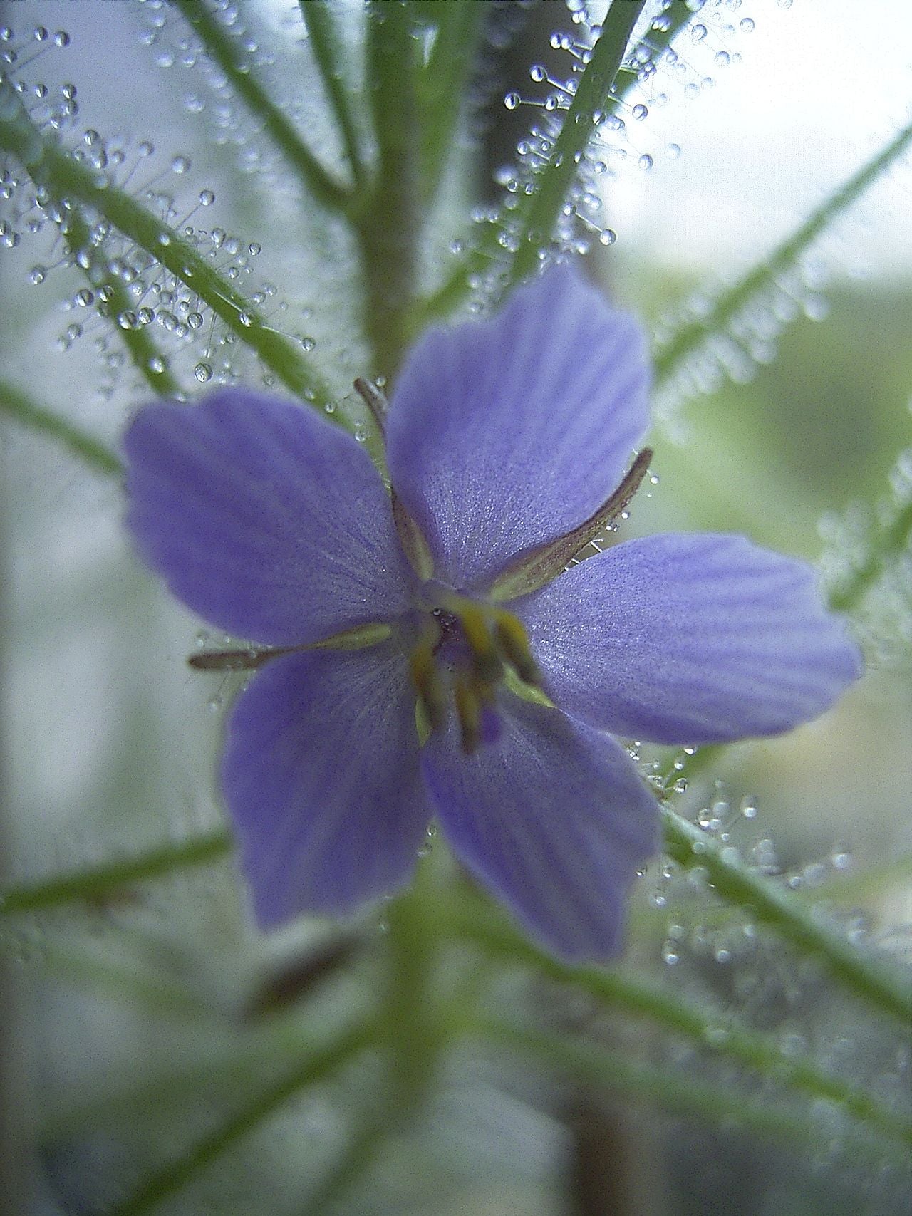 Byblis liniflora (Rainbow Plant)