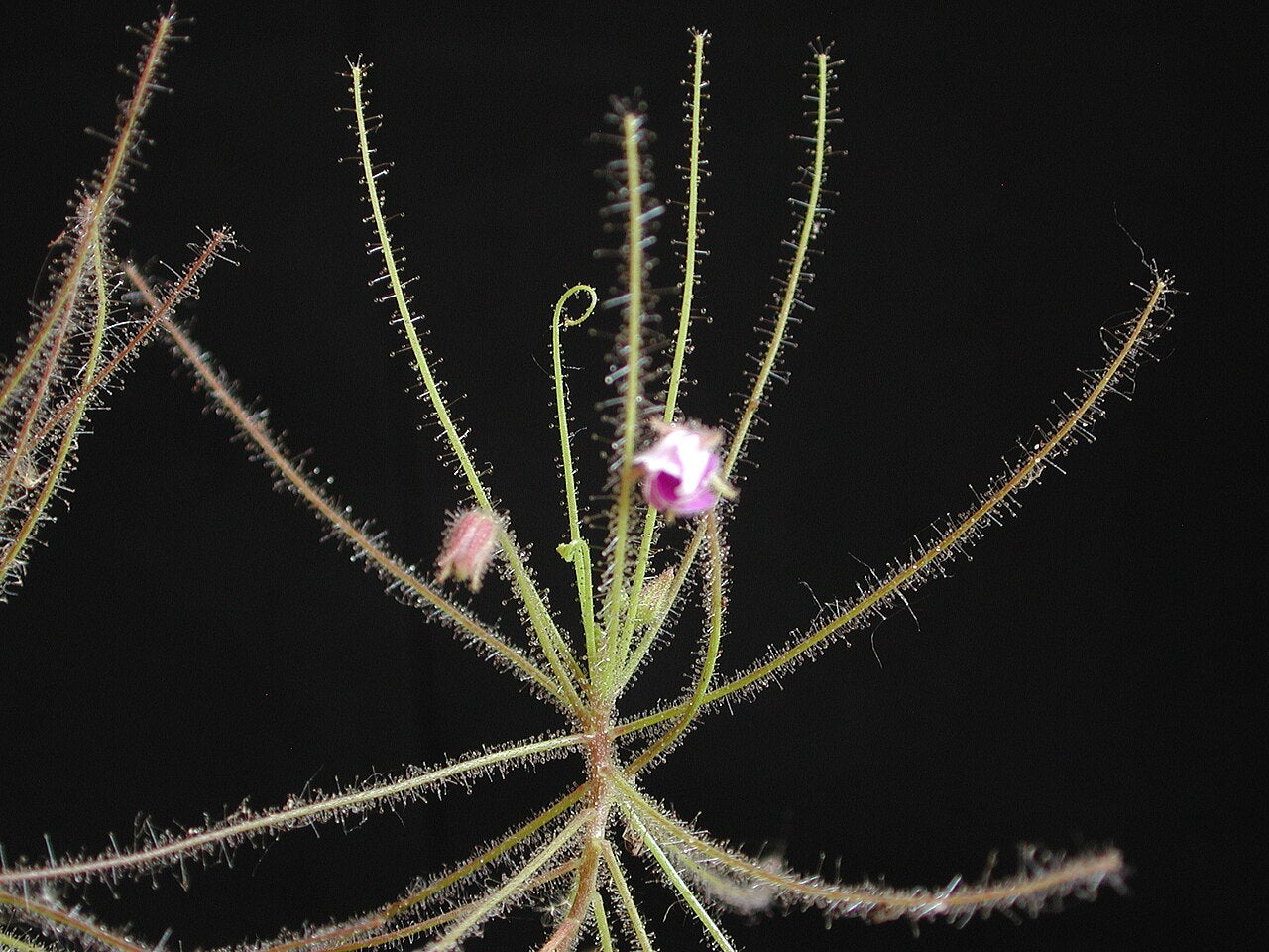 Byblis filifolia