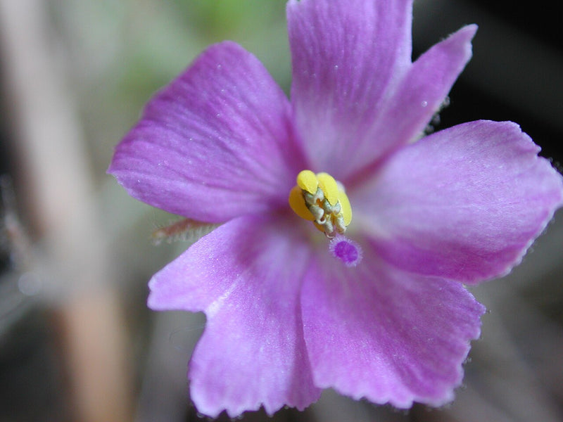Byblis filifolia — #BT-LOG-2521
