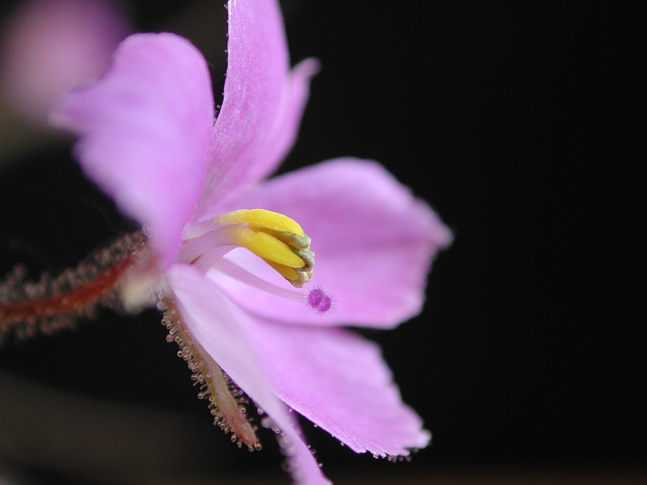 Byblis filifolia
