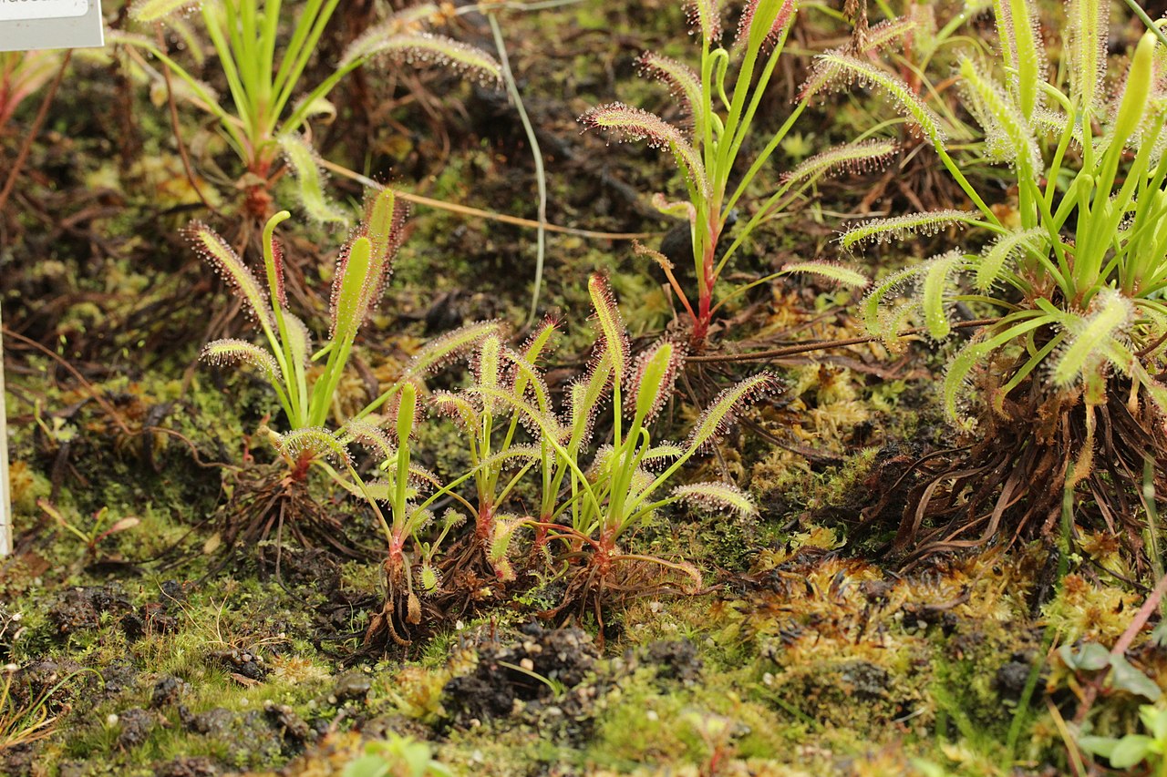 Drosera capensis 'Typical'