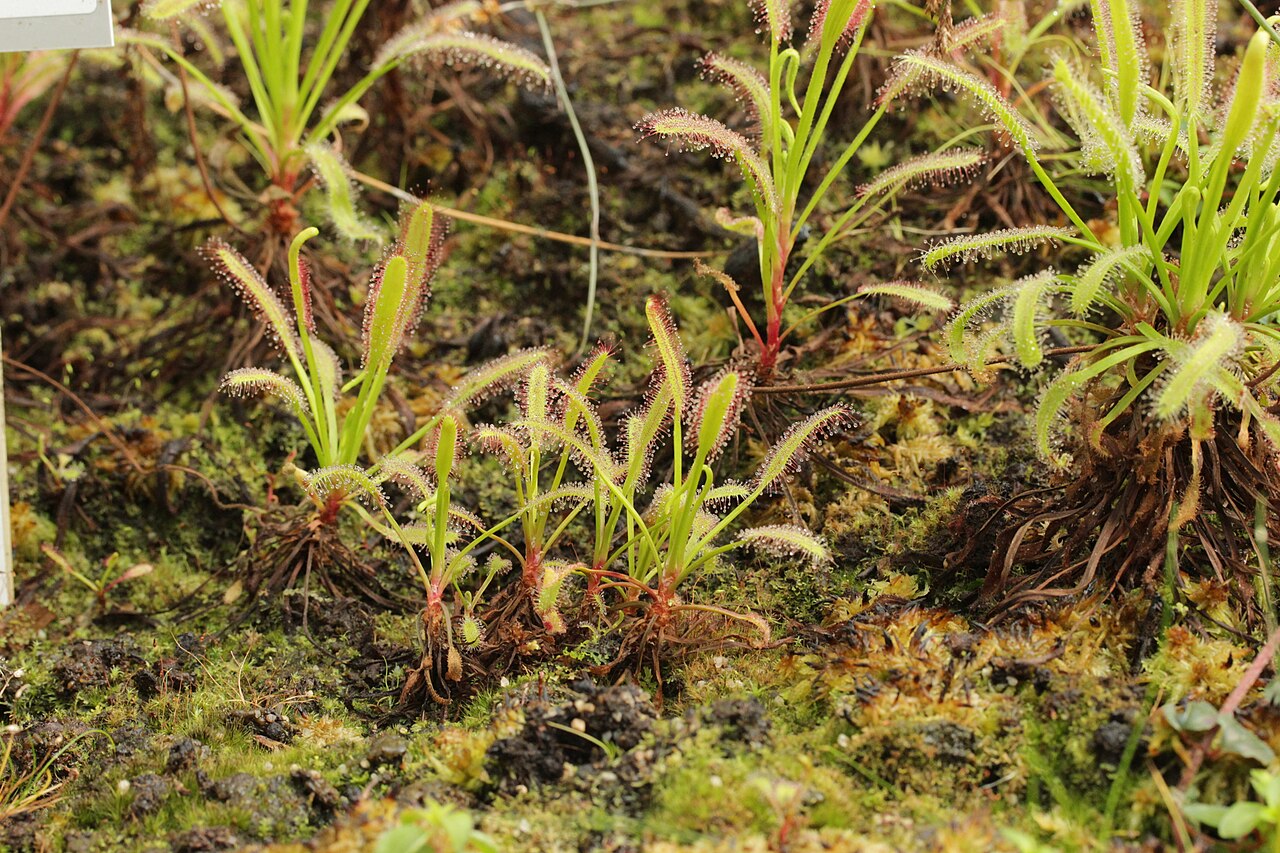 Drosera capensis 'Typical'