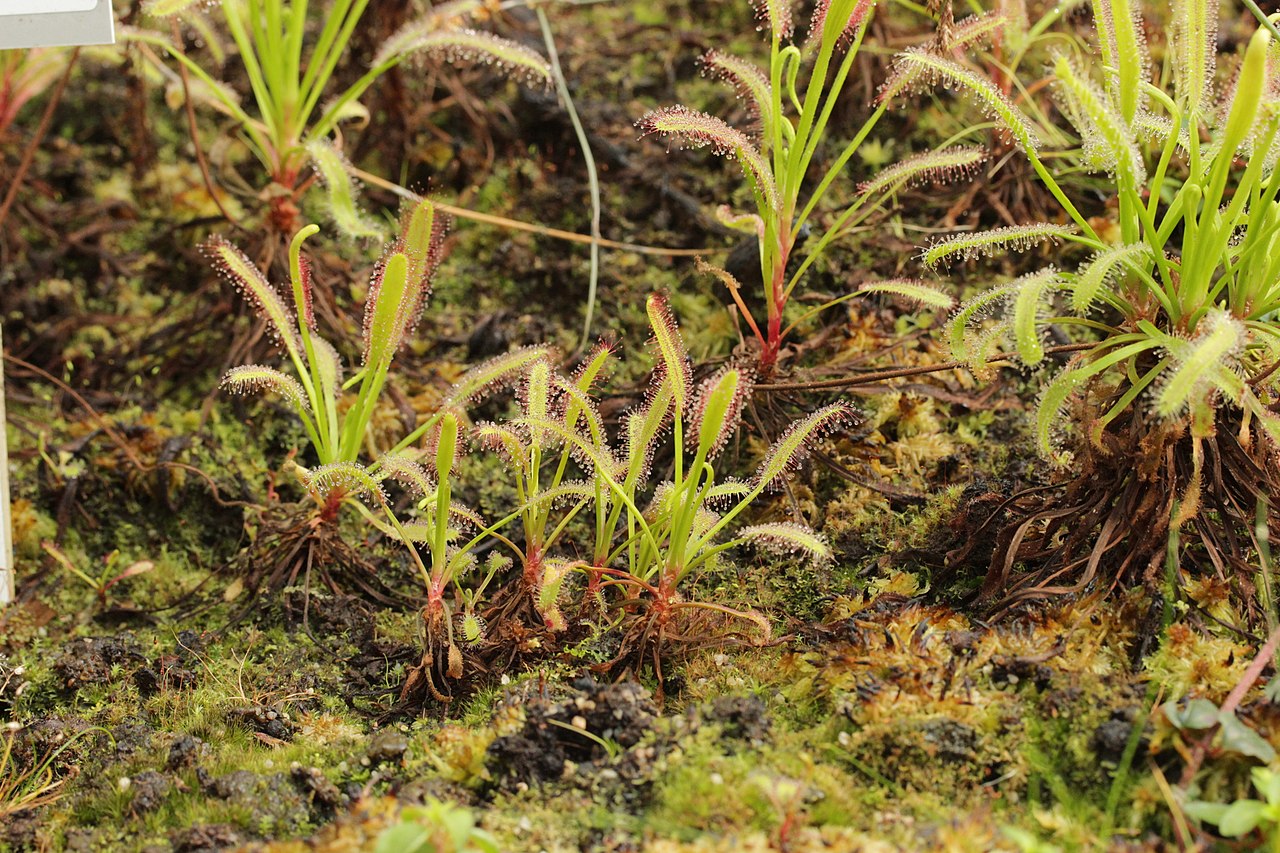 Drosera capensis 'Typical'