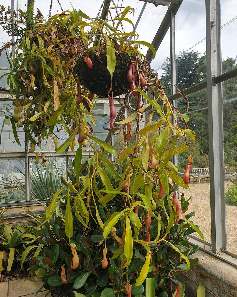 Nepenthes alata — #BT-LOG-2969