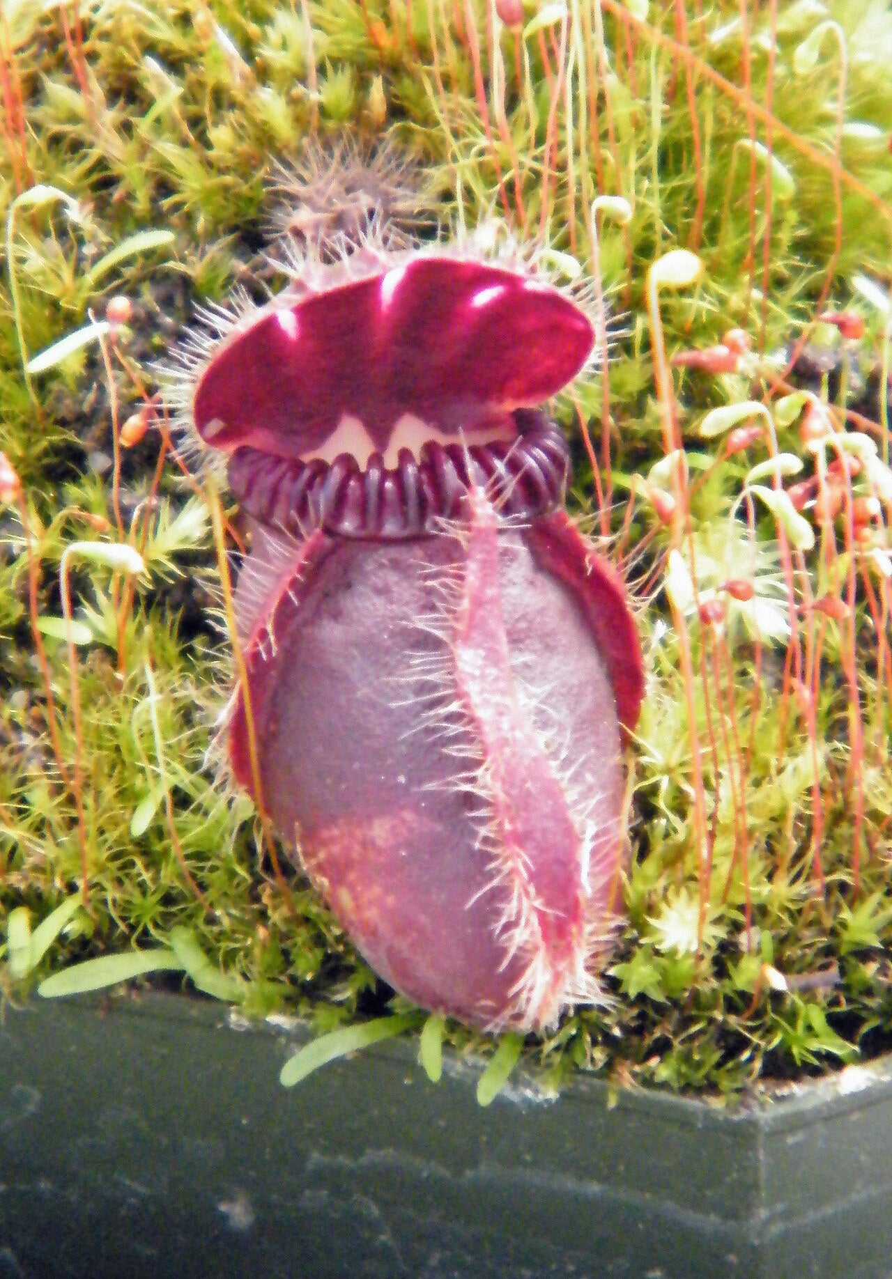 Cephalotus follicularis 'Hummer's Giant'