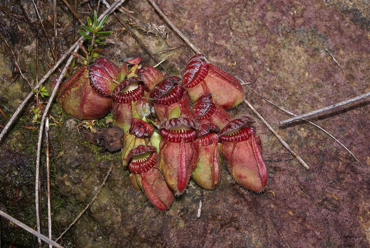Cephalotus follicularis 'Hummer's Giant'