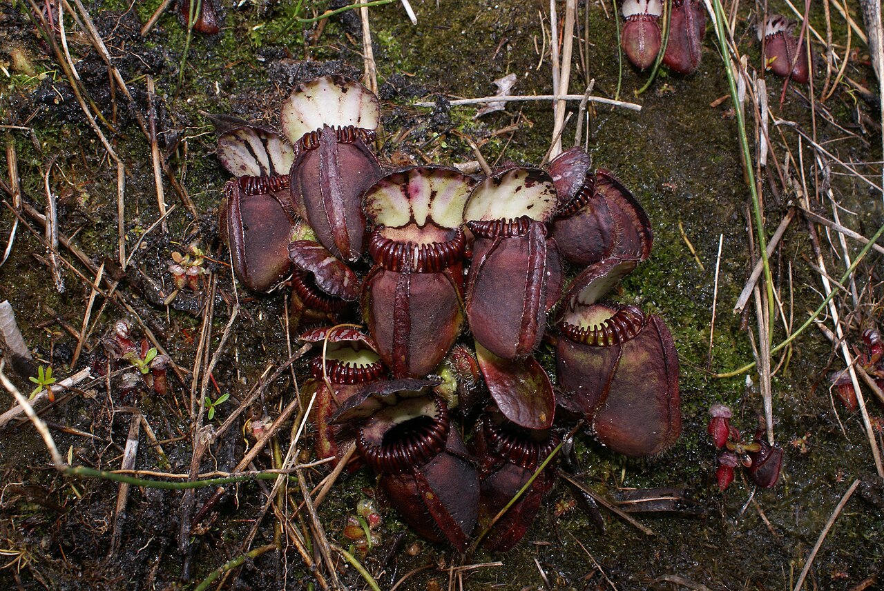 Cephalotus follicularis (Albany Pitcher)