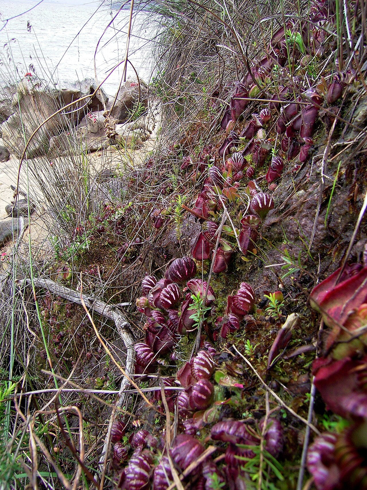 Cephalotus follicularis 'Eden Black'