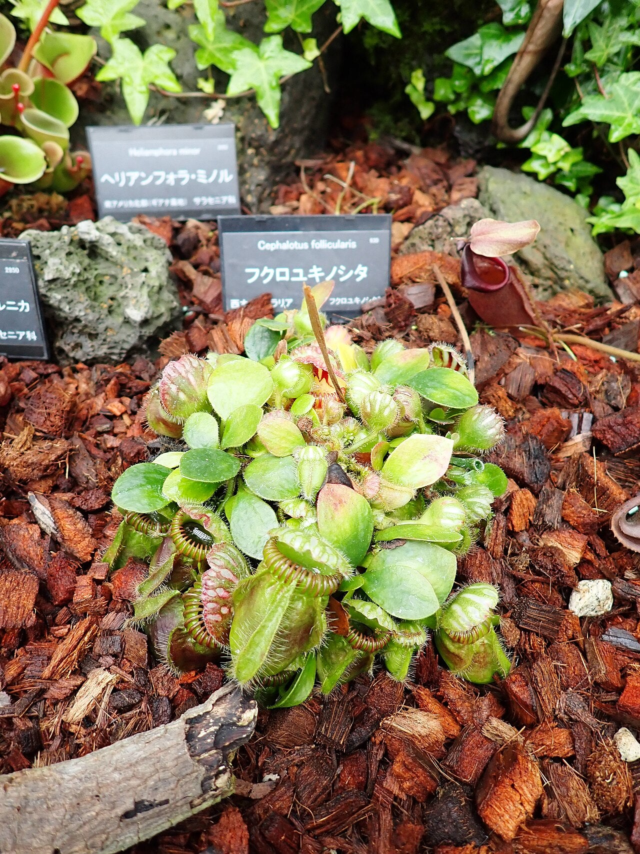 Cephalotus follicularis (Common Form)