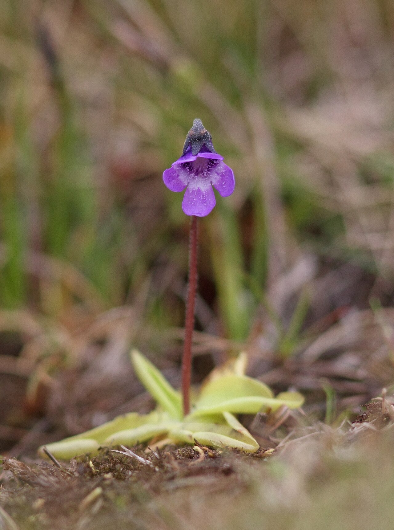 Pinguicula 'John Rizzi'