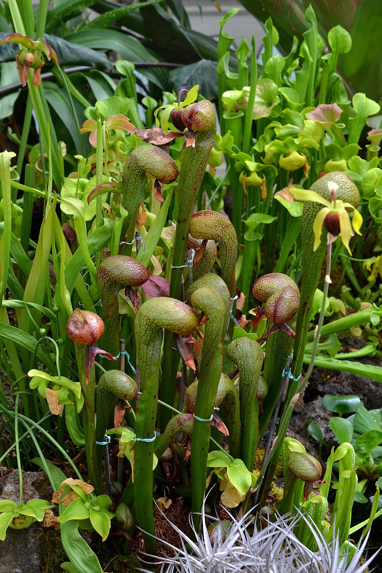 Darlingtonia californica