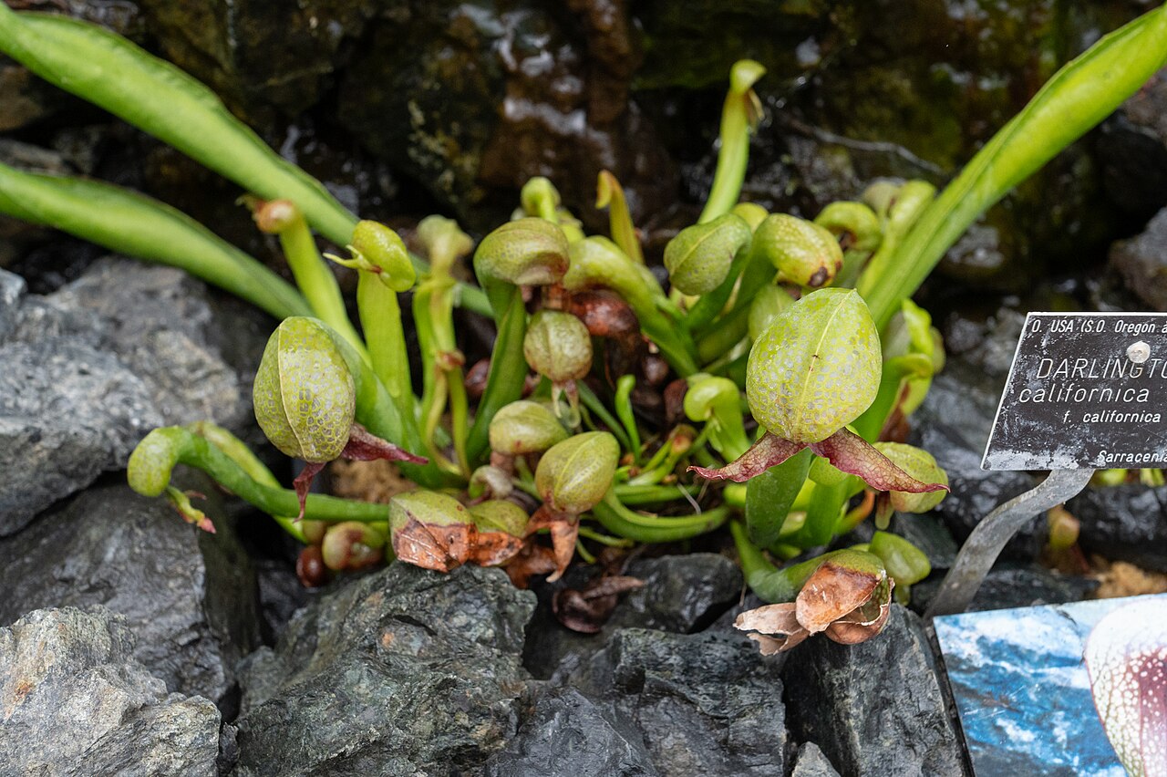 Darlingtonia californica 'Red Form'