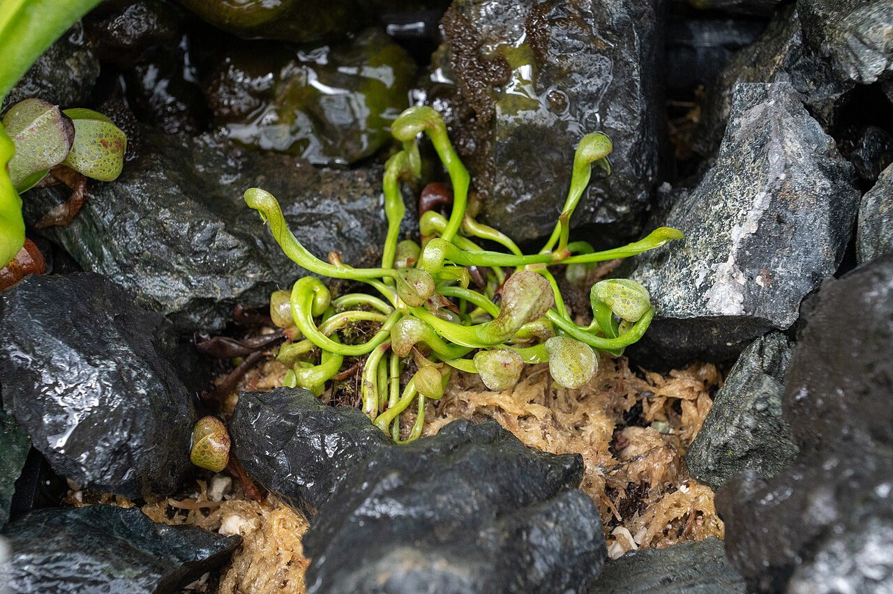 Darlingtonia californica (Cobra Lily)