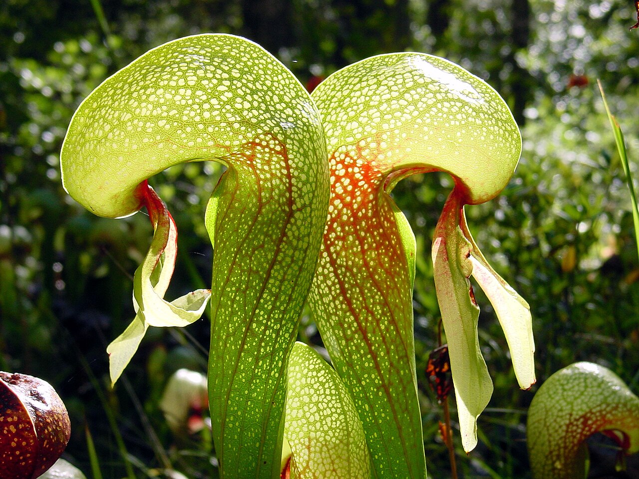 Darlingtonia californica (Cobra Lily)