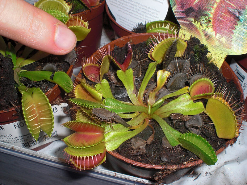 Dionaea muscipula (Venus Flytrap) — #BT-LOG-7337