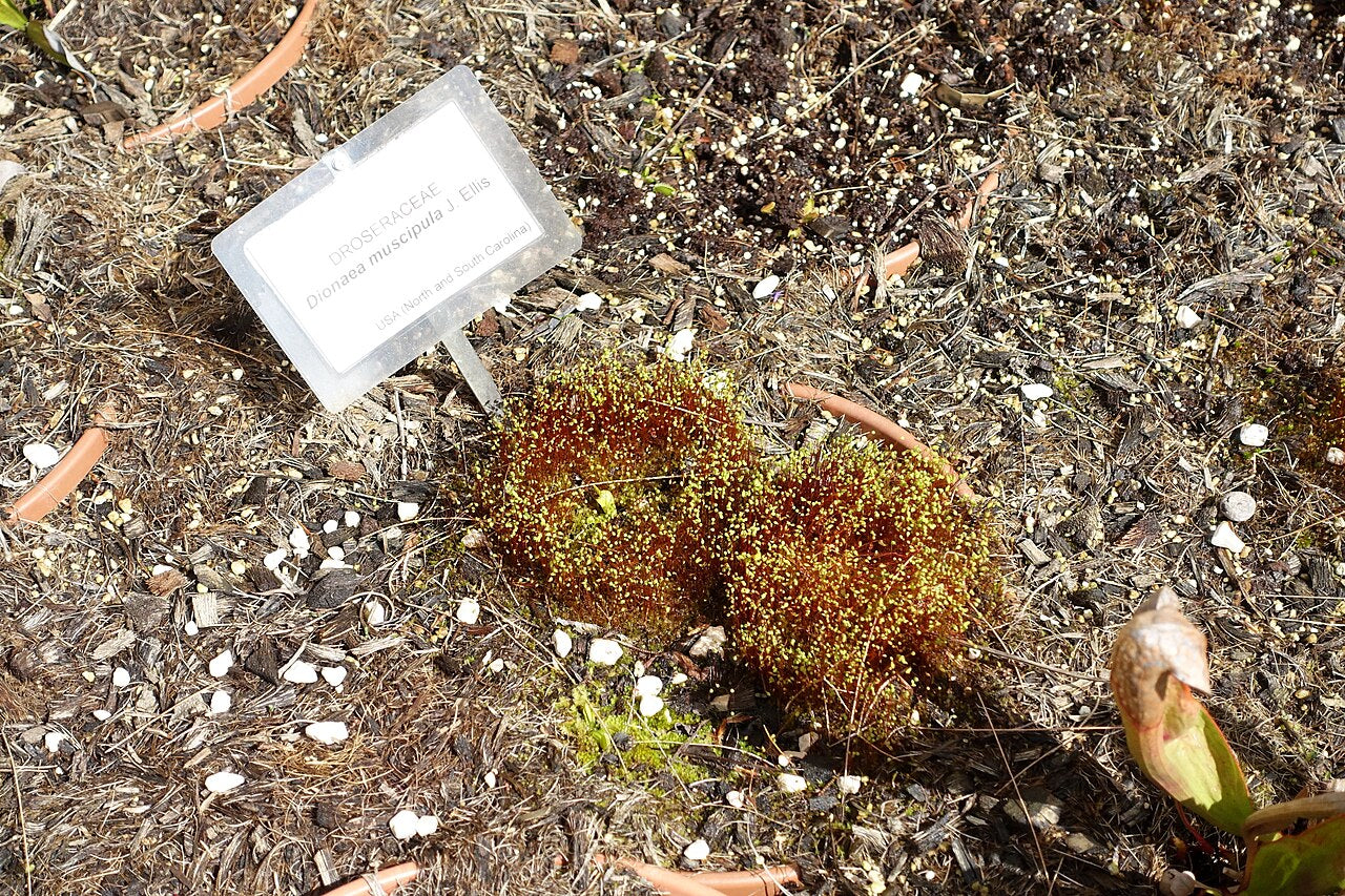 Dionaea muscipula 'Alien'