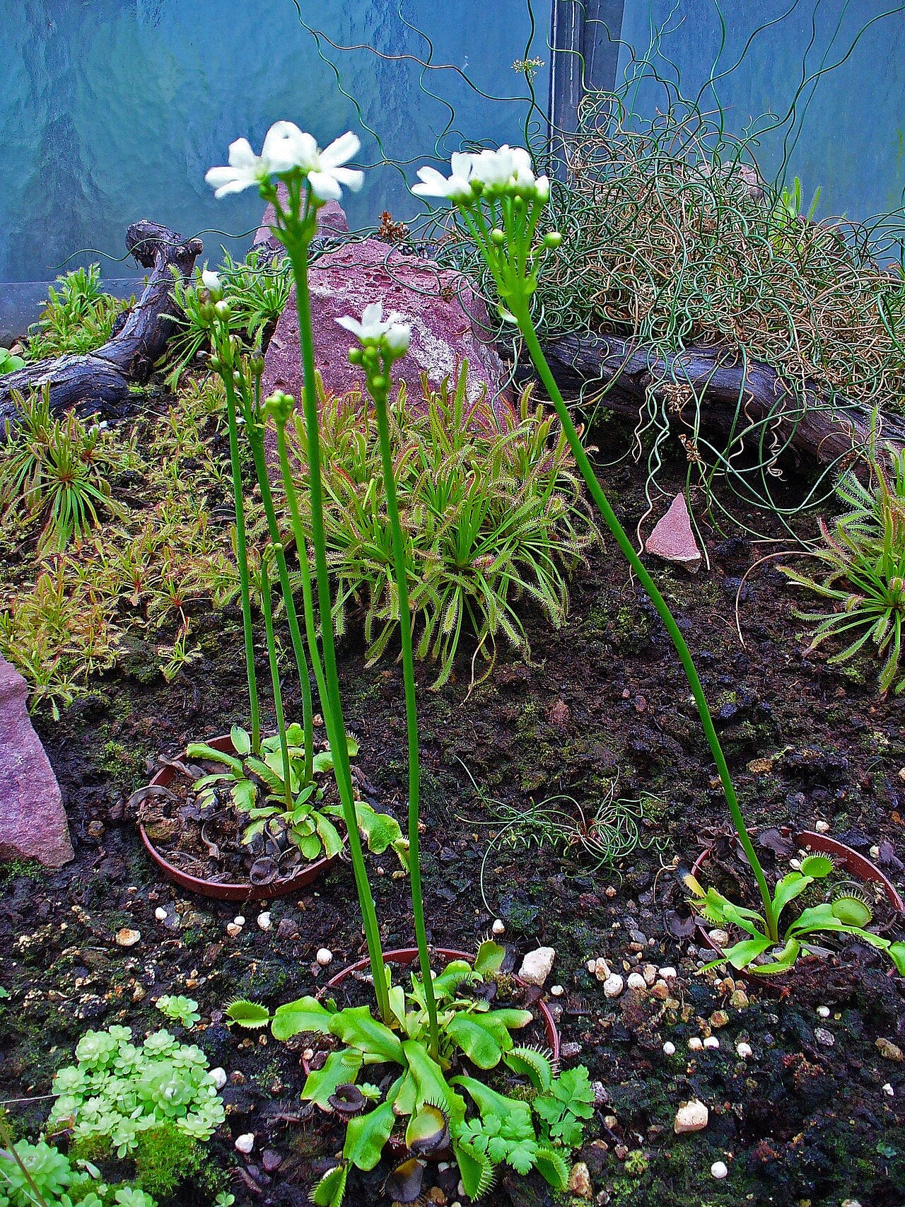 Dionaea muscipula (Venus Flytrap)