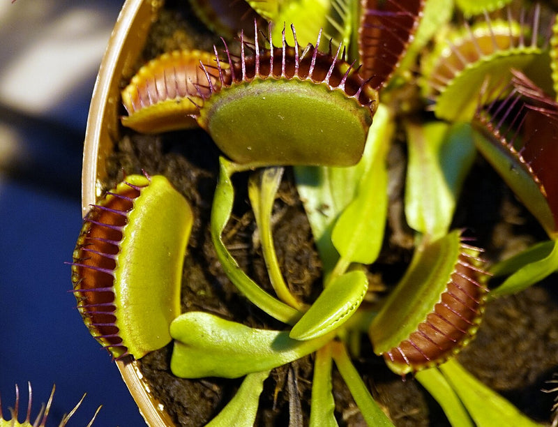 Dionaea muscipula 'Akai Ryu' (Red Dragon) — #BT-LOG-1001