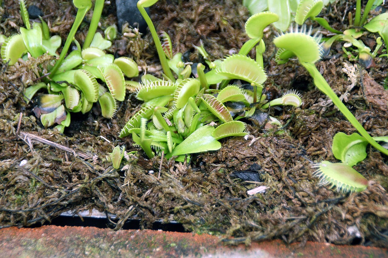 Dionaea muscipula 'Alien'