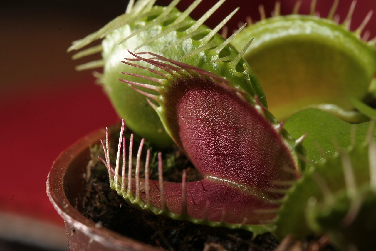 Dionaea muscipula 'King Henry'