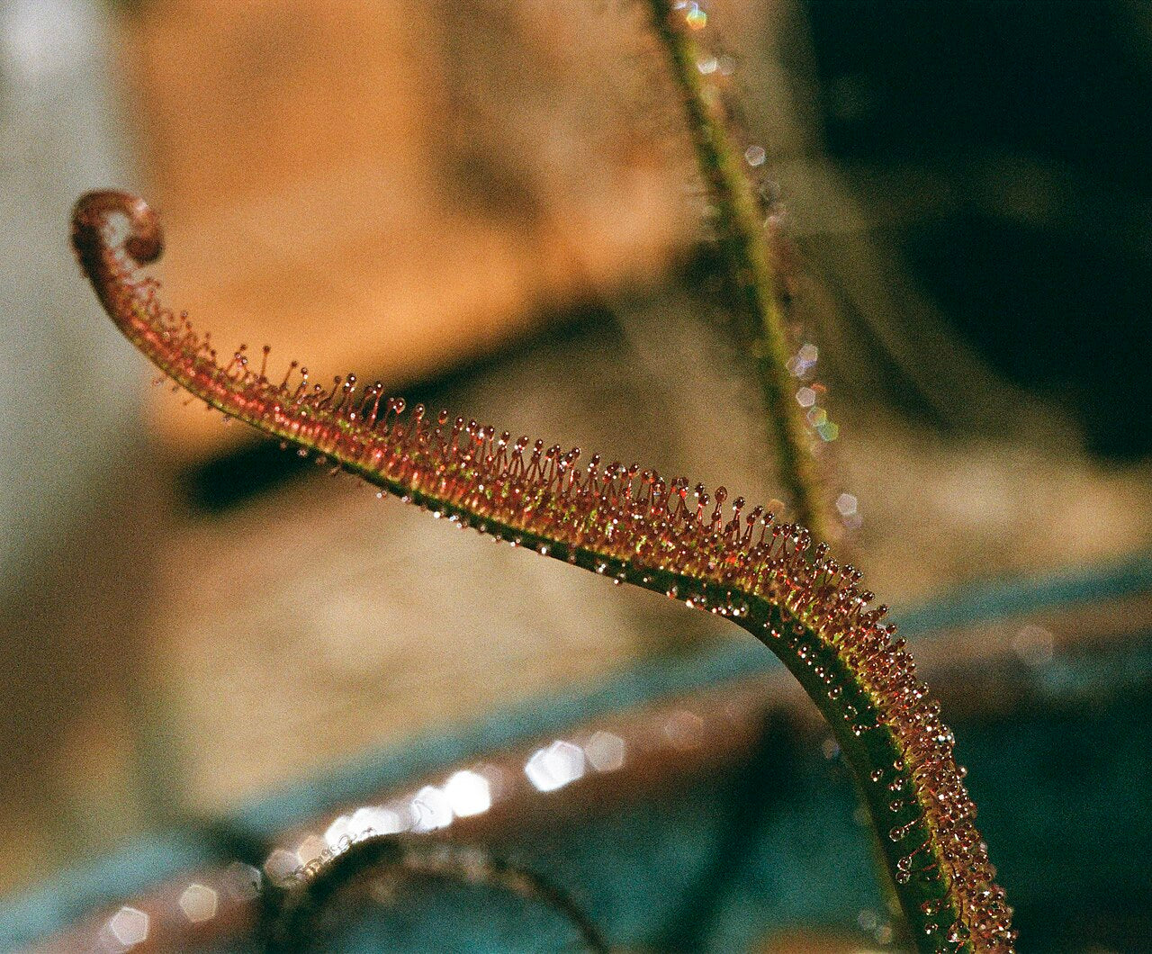 Drosera regia (King Sundew)