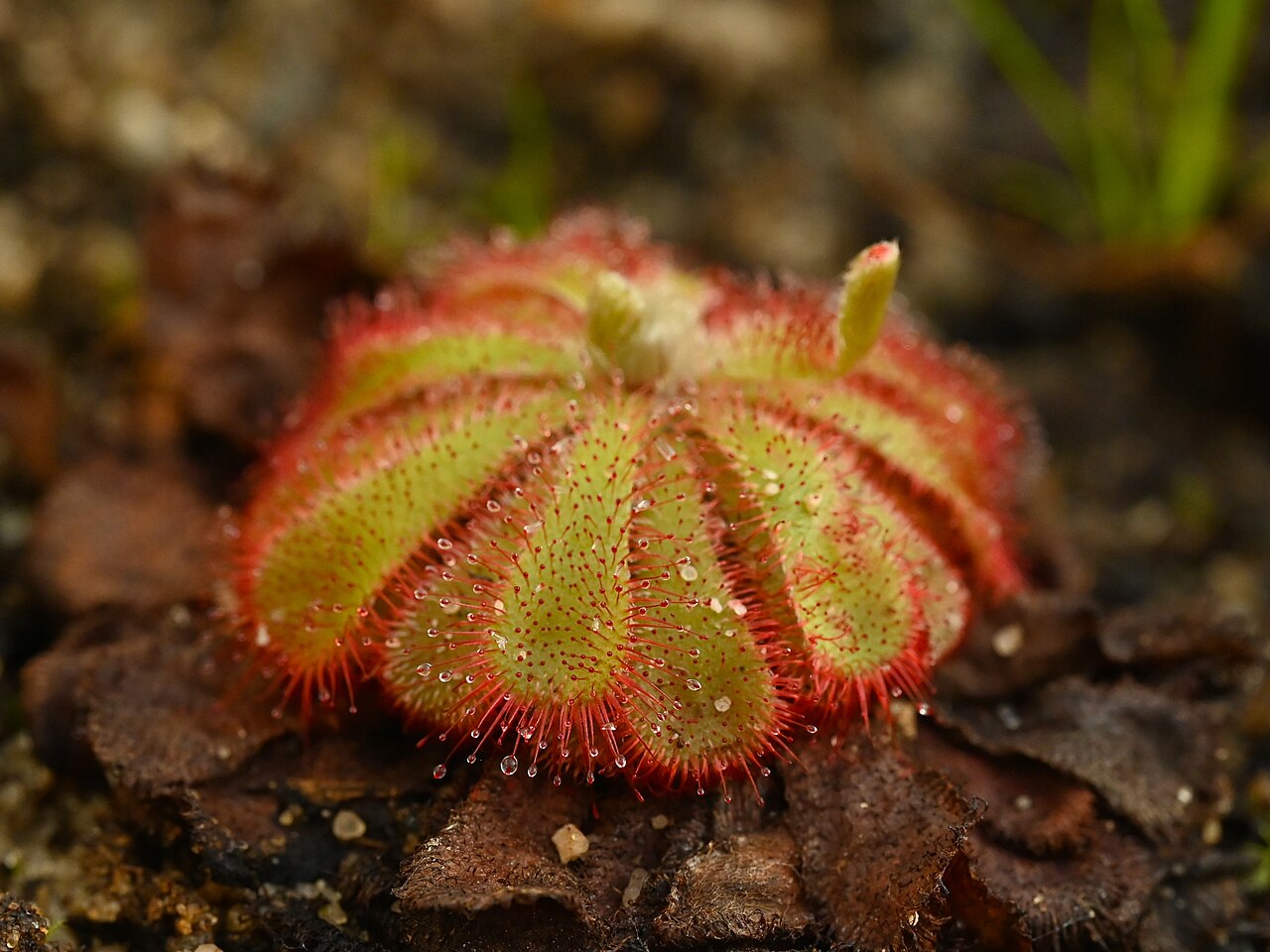 Drosera aliciae (Alice Sundew)