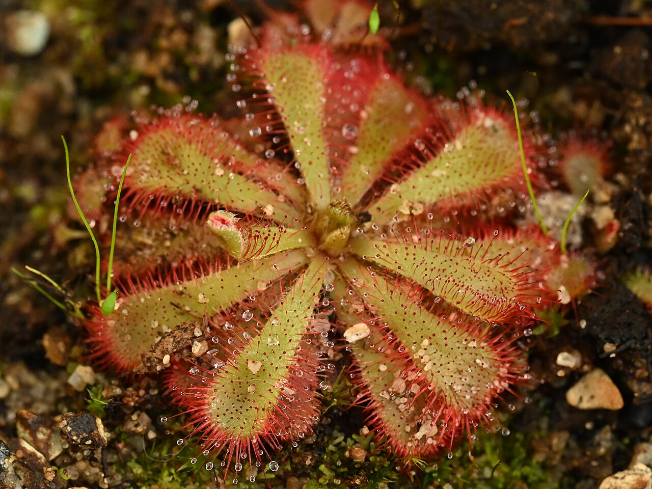 Drosera aliciae (Alice Sundew)