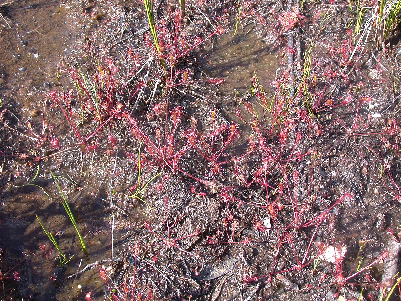 Drosera anglica (Great Sundew)