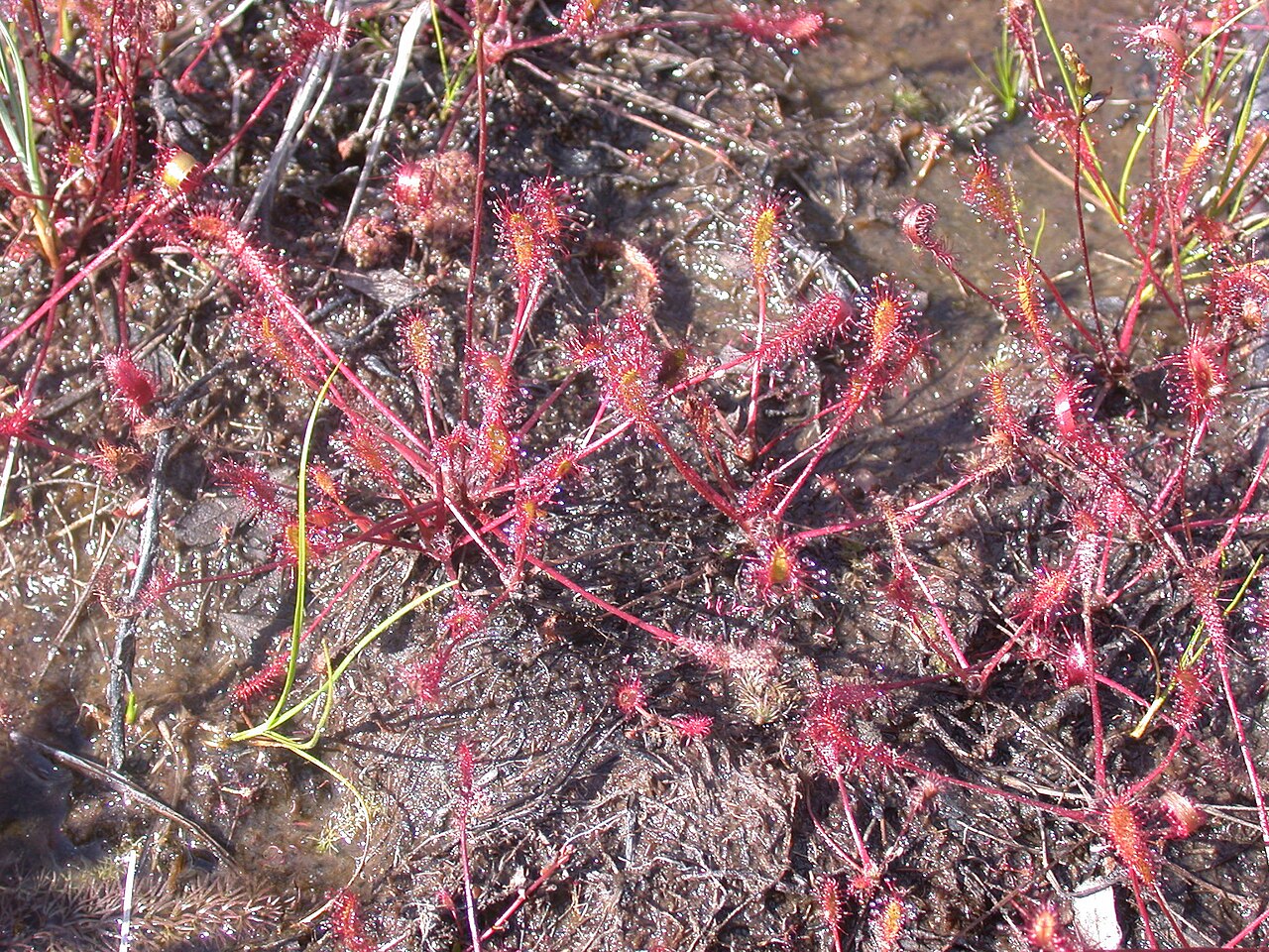 Drosera anglica (Great Sundew)