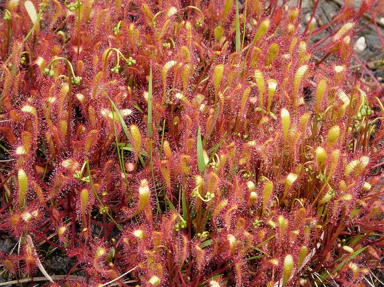 Drosera anglica (Great Sundew)