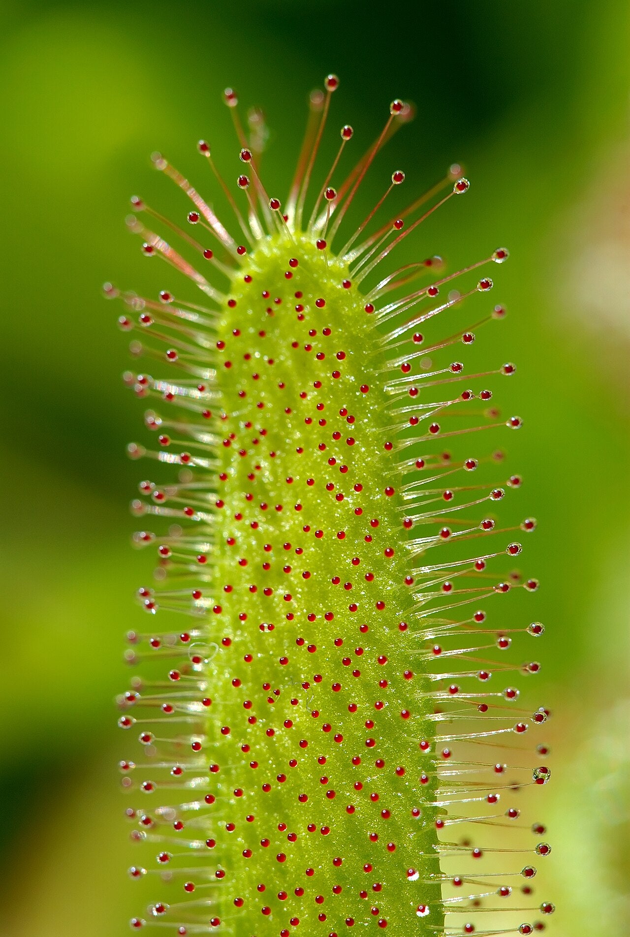 Drosera capensis 'Typical'