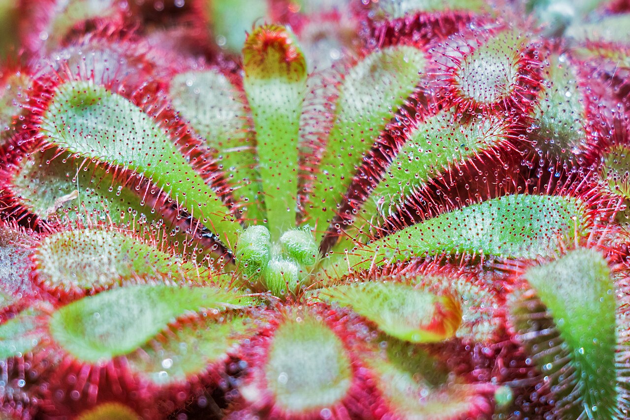 Drosera capensis 'Typical'